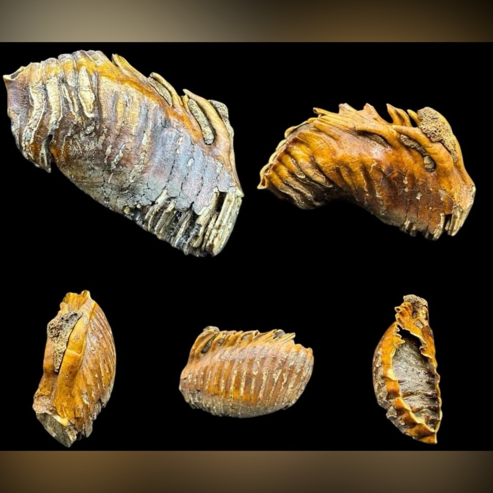 Antique Fossilized Mammoth Molar Ice Age Wooly Mammoth Molar Fossil